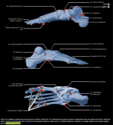 Ossicles Feet